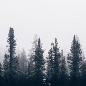 Meet your Posher, Thewitchhazelsisters